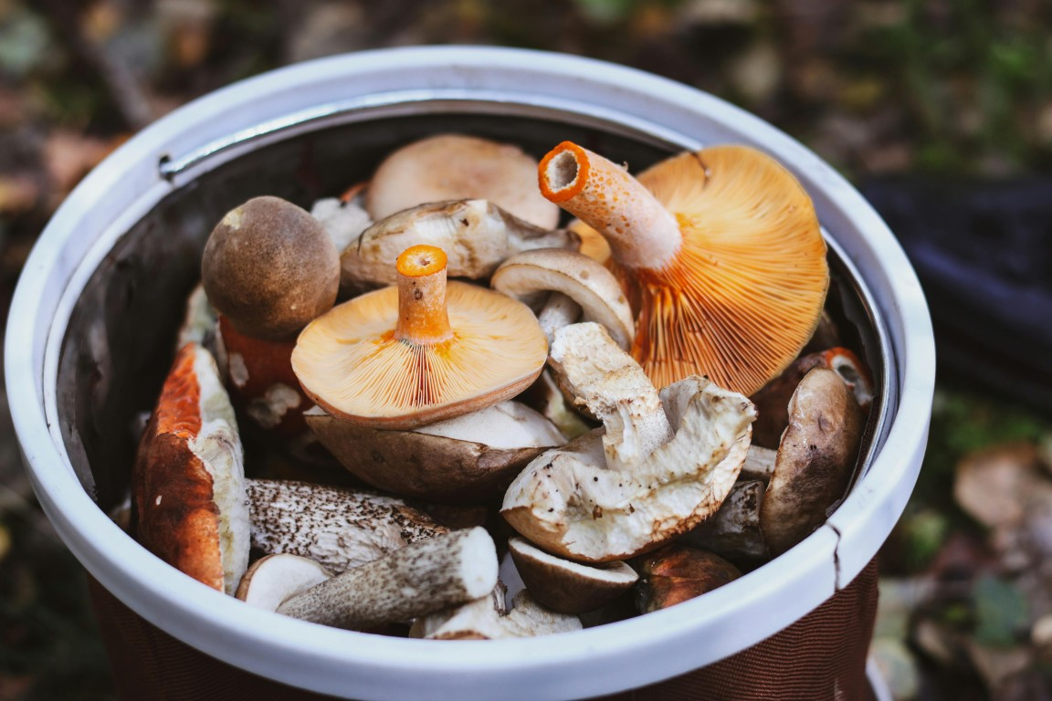 Why You Should Eat Mushrooms: Inflammation & Disease Support