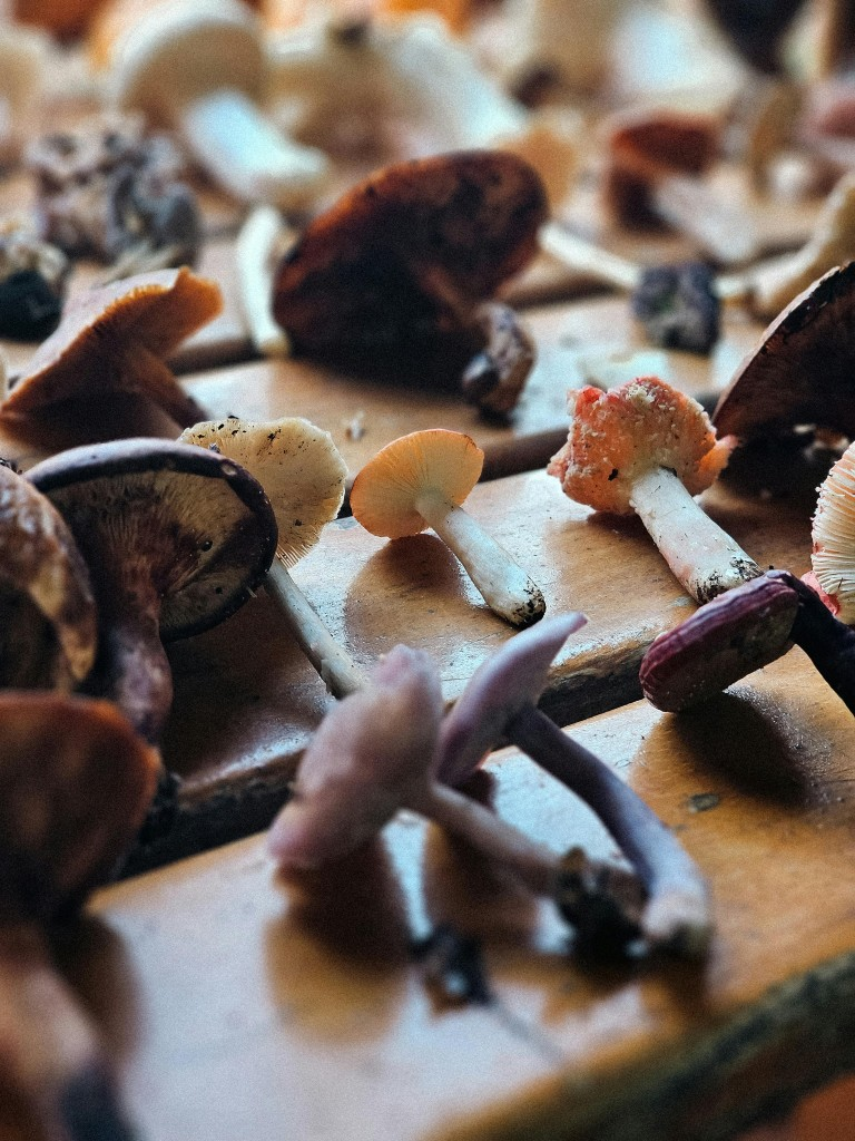 Benefits Adaptogens: Choose the Right Herbs for Stress Relief
